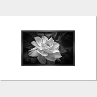 Gardenia in Black and White Posters and Art